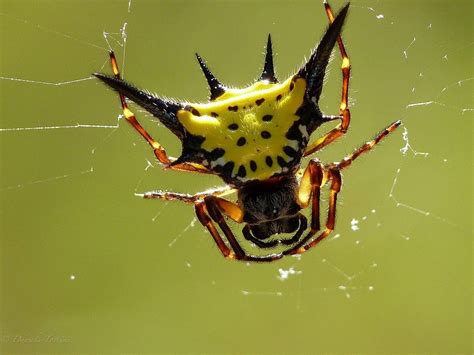 Garden Orb Weaver Spider Poisonous Blog About Gardening