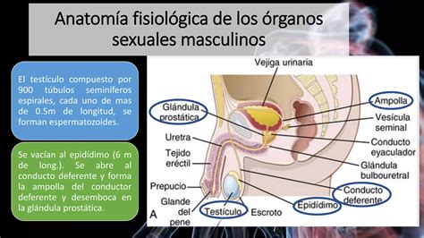 Funciones reproductoras y hormonales masculinas y función de la