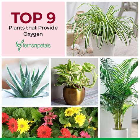 Top 9 Plants That Provide Oxygen Ferns N Petals