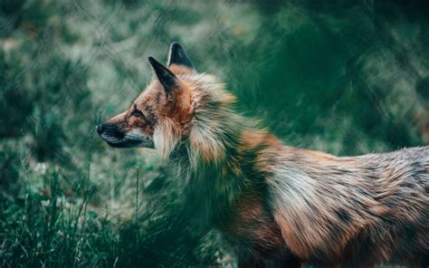 Download 4k backgrounds to bring personality in your devices. Download wallpaper 3840x2400 fox, glance, animal, wildlife ...