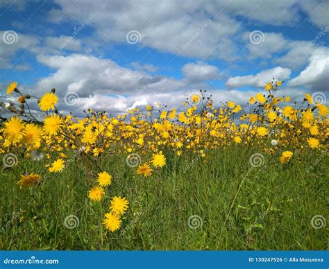 Yellow Wildflowers In The Meadow Stock Photo Image Of Expanses