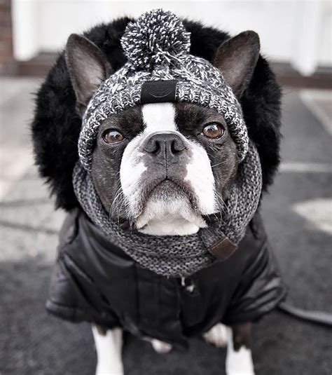 Winter Pet Dog Hat Cap Christmas Warm Windproof Pet Hats Etsy