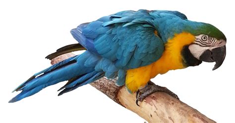 Blue Parrot Png Free Download Png Arts