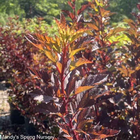 Diabolo Ninebark Physocarpus Opulifolius Mandy Spring Farm Nursery