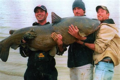 The gang at team catfish gives you tips and tricks on this annual. 12 Best States for Monster Catfish - Game & Fish