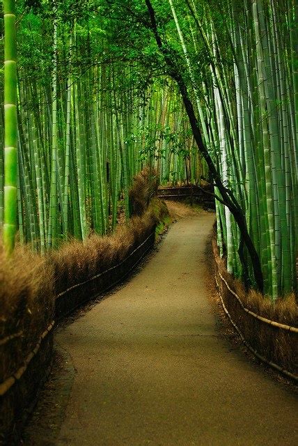 11 Awesome Tree Tunnels You Should Visit Once Awesome 11