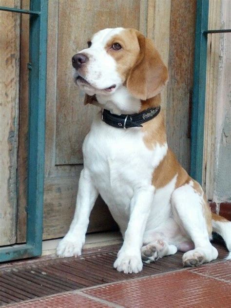 lemon beagle         puppy description  pinterestcom