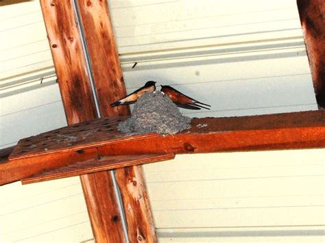 Barn Swallow Nest Box Mount The Shelf On A Building In A Sheltered