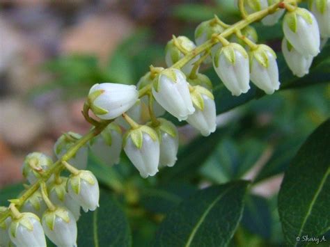It's about foundation, it's about enclosure and. White Bell Flowers Bell Shaped Flowers Sherrys Place ...