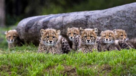 Quickly Supercute 6 Cheetah Cubs Debut At Zoo Safari Park