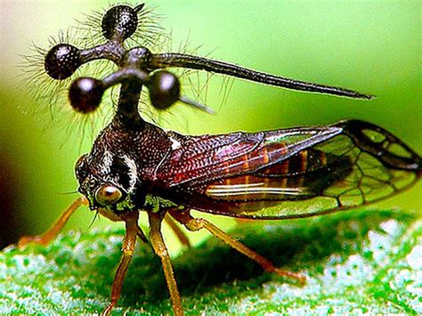 Los 10 Insectos Más Raros Del Mundo