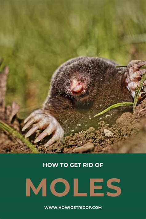 Getting Rid Of Moles 5 Important Facts