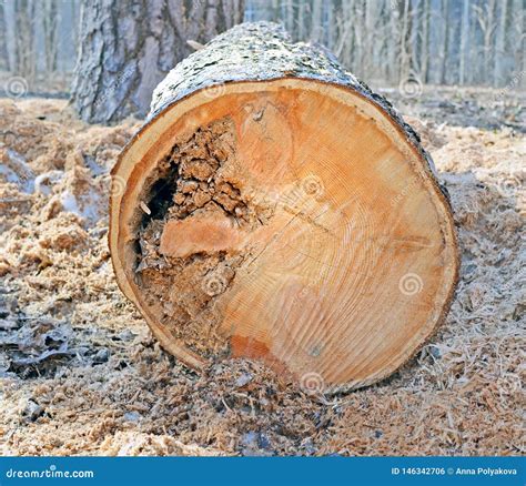 Pine Trunk Cross Section Stock Photo Image Of Disease 146342706