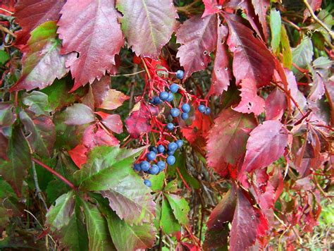 Virginia Creeper Berries Attract Songbirds Native Salt To Flickr