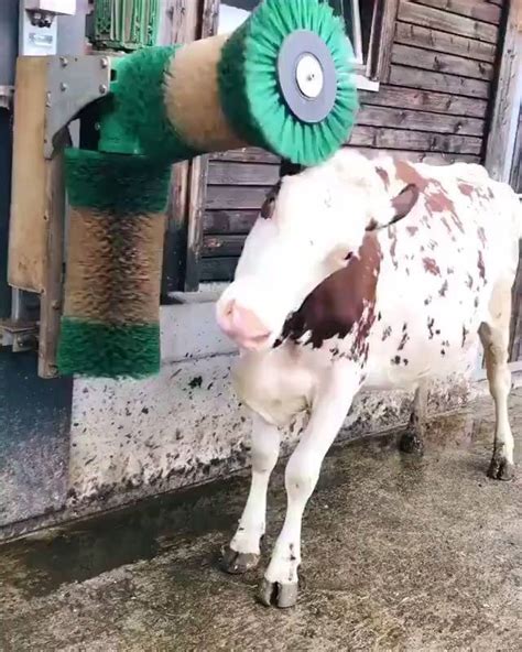 Cow Massage Cow Getting A Massage بقرة تحصل على مساج ممتع Credit