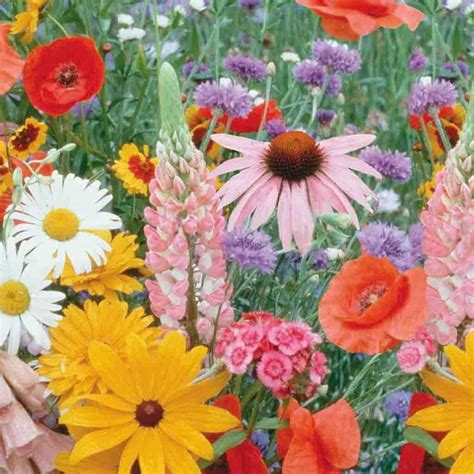 Wildflower Meadow Mix Economy Packet Seed In 2020 Wild Flowers