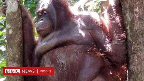 Prostitute Orangutan Dem Shave Her Hair Wear Her Makeup Come Force
