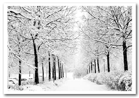 Winter In The Park Black And White Forest Framed Art