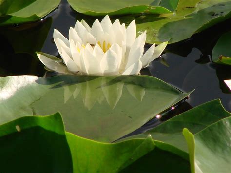 Lily Pad Free Stock Photo Public Domain Pictures