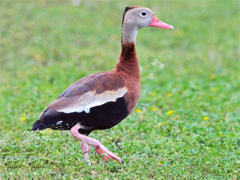 Some Migrating Black Bellied Whistling Ducks In New Orleans Area Test