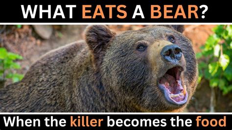What Eats A Bear Predators Of Grizzly Bears Youtube