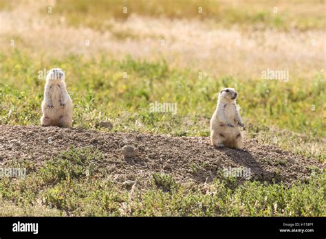 Prairie Dogs Standing Up Stock Photo Alamy