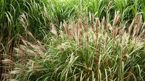 How To Care For Ornamental Grasses Youtube