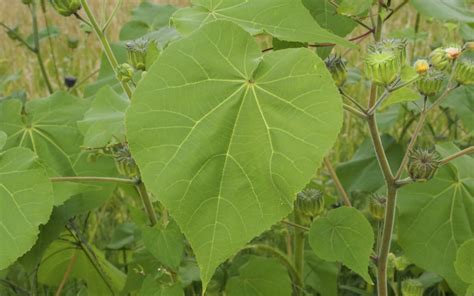 20 Weeds With Huge Leaves You May Find In Your Garden Insightweeds
