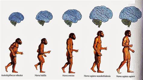 origen del hombre teorias evolución a Evolucion del hombre Hominidos