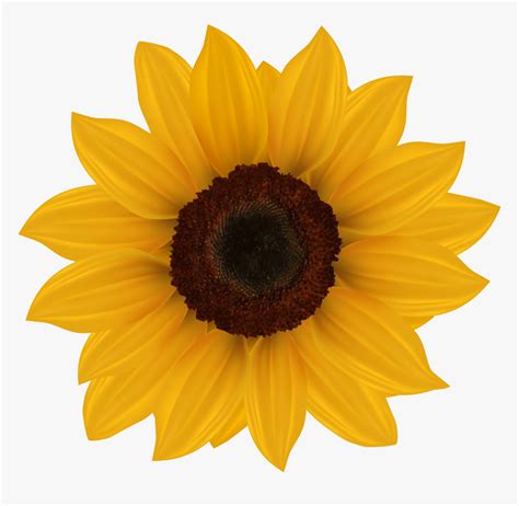 Sunflower Yellow Flower Clipart Png Rwanda 24
