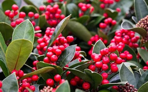 Davids Top 3 Plants For Seasonal Garden Colour In November