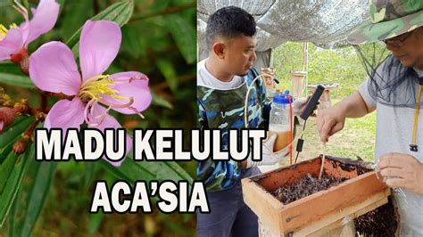 Price list of malaysia madu kelulut products from sellers on lelong.my. MADU KELULUT ACASIA - YouTube