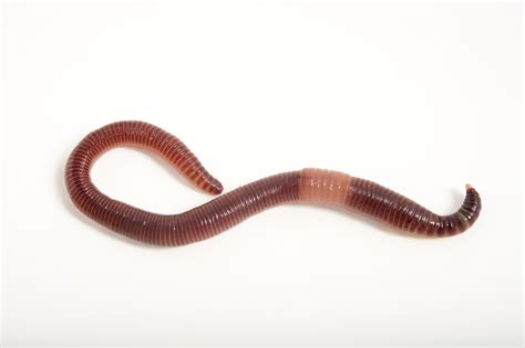 How Many Species Of Earthworms Are There In The World The Earth