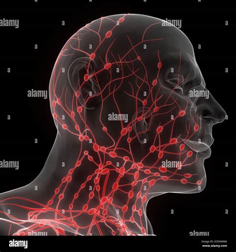 Système Interne Humain Ganglions Lymphatiques Anatomie Photo Stock Alamy