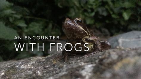 Sex Flies And Videotape An Encounter With Frogs Youtube