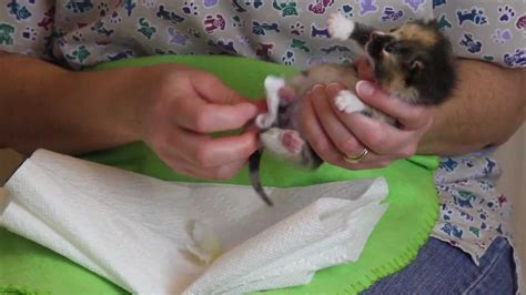 Orphaned Kitten Care How To Videos How To Stimulate An Orphaned