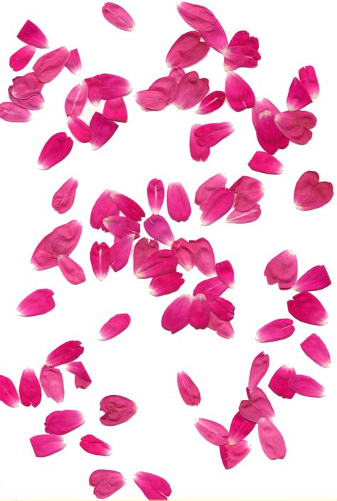 Rose Petals Transparent Background Png Svg Clip Art For Web Download