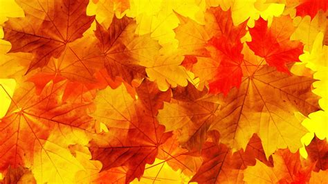 Wallpaper Fall Leaves Nature Minimalism Macro Branch Yellow