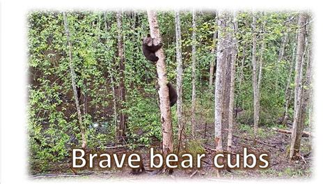 News Brave Bear Cubs High Level Games