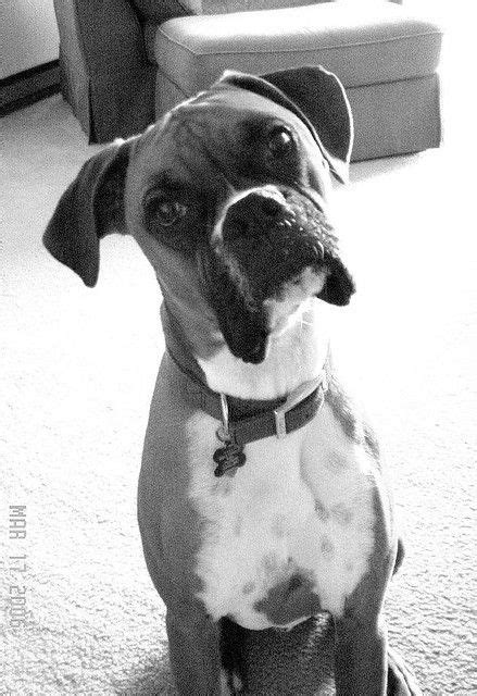 Famous Boxer Head Tilt Whats Not To Love Boxer Love Close To My