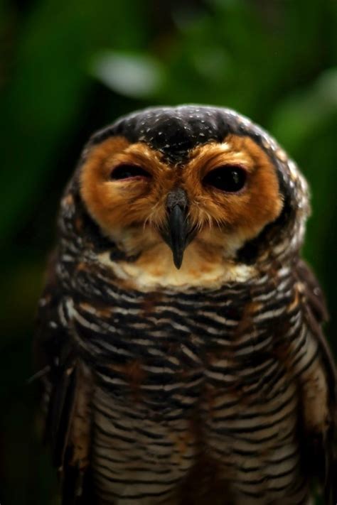 Enchanting Owls A Photographers Mesmerizing Portraits Of These