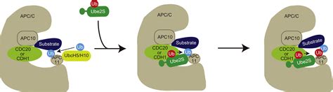 Ubiquitin Chain Elongation An Intriguing Strategy Molecular Cell