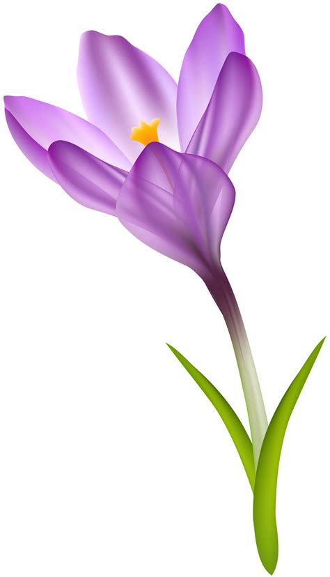 Clipart Crocus 10 Free Cliparts Download Images On Clipground 2024