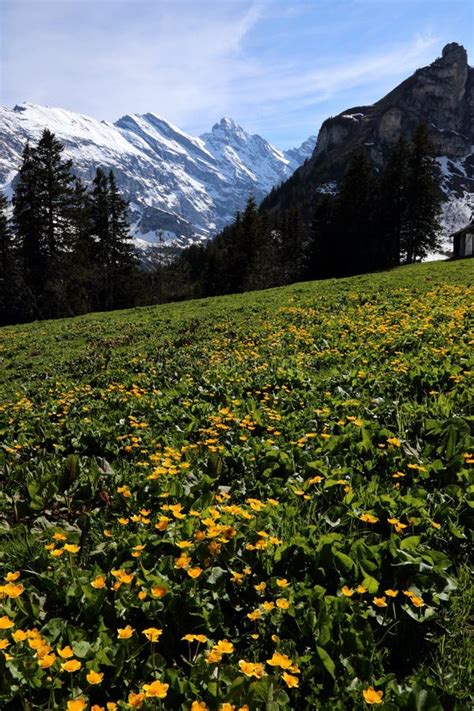 Yellow Flowers In Alps Switzerland Stock Image Image Of Rocks