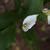 Zantedeschia Aethiopica African Lily Altar Lily Arum Lily Brosimun
