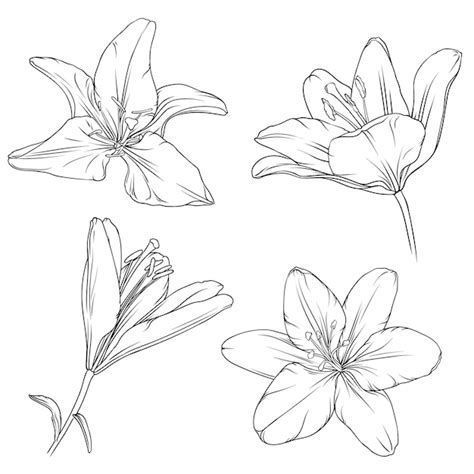 Premium Vector Hand Drawn Black Outline Lily Flowers
