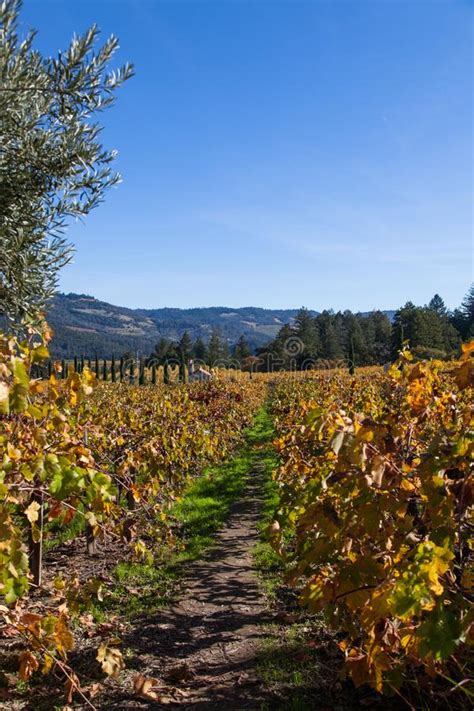 Napa Valley Landscape Stock Photo Image Of Changing 101824600