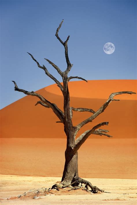 Namibia Sossusvlei Deadvlei Namib Desert Amazing Nature Nature