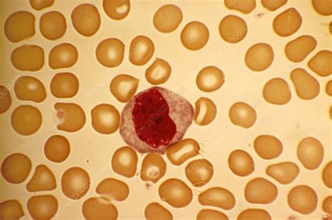 Monocyte Blood Cell Light Micrograph Stock Image C0151784