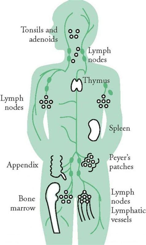 Lymphatic System Diagram For Kids Lymphatic